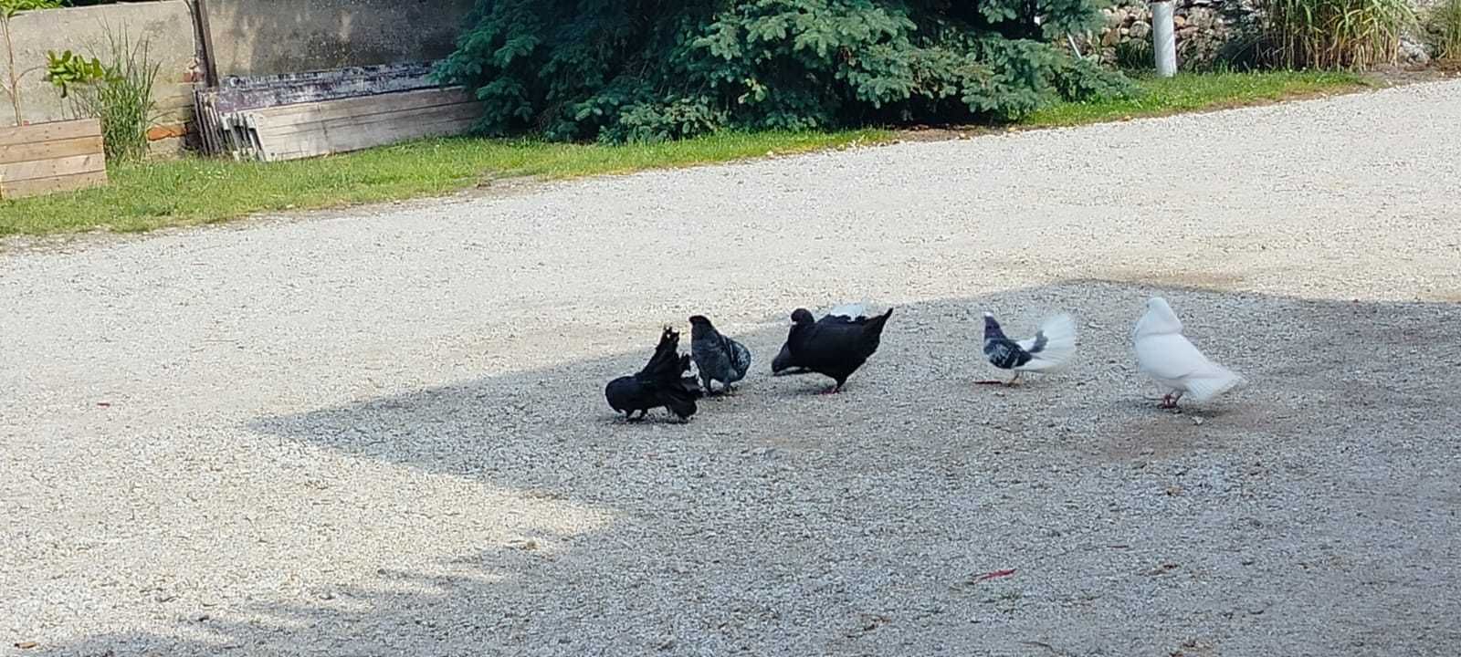 gołębie Kingi i Pawiki