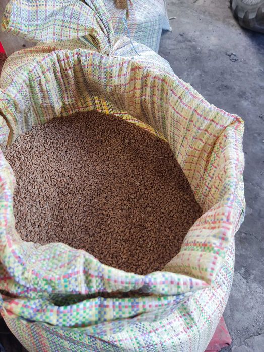 pszenica jakościowa