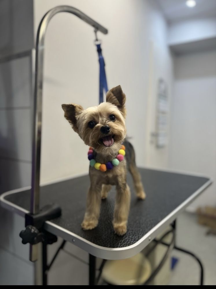Kurs groomerski  warsztaty/szkolenia groomerskie/ groomer/psi fryzjer