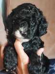 Wyjątkowy piesek Maltipoo F1b więcej genów pudla.