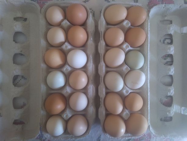 Ovos caseiros no Algueirão