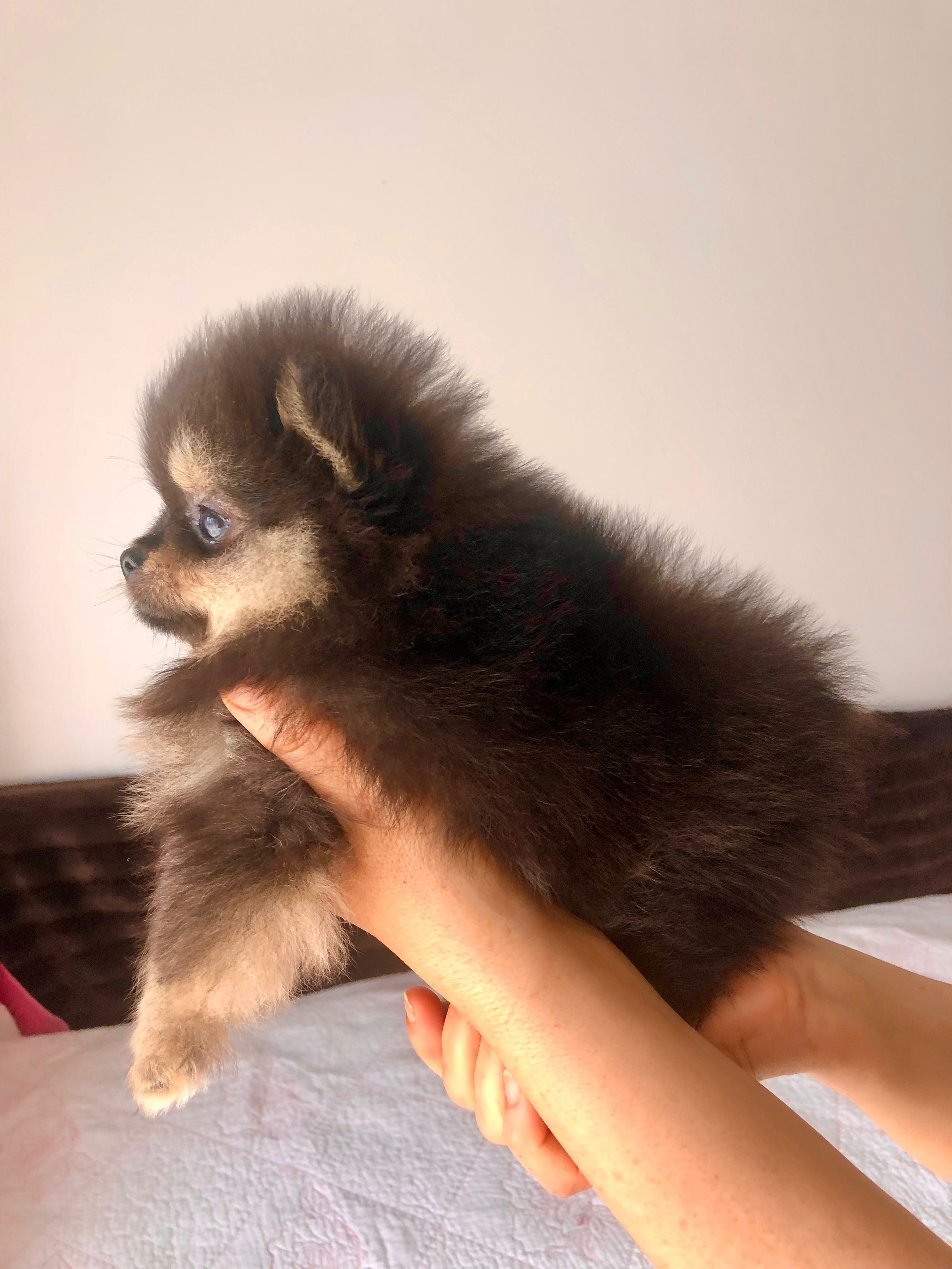 Lulu da Pomerânia Super Mini c/LOP