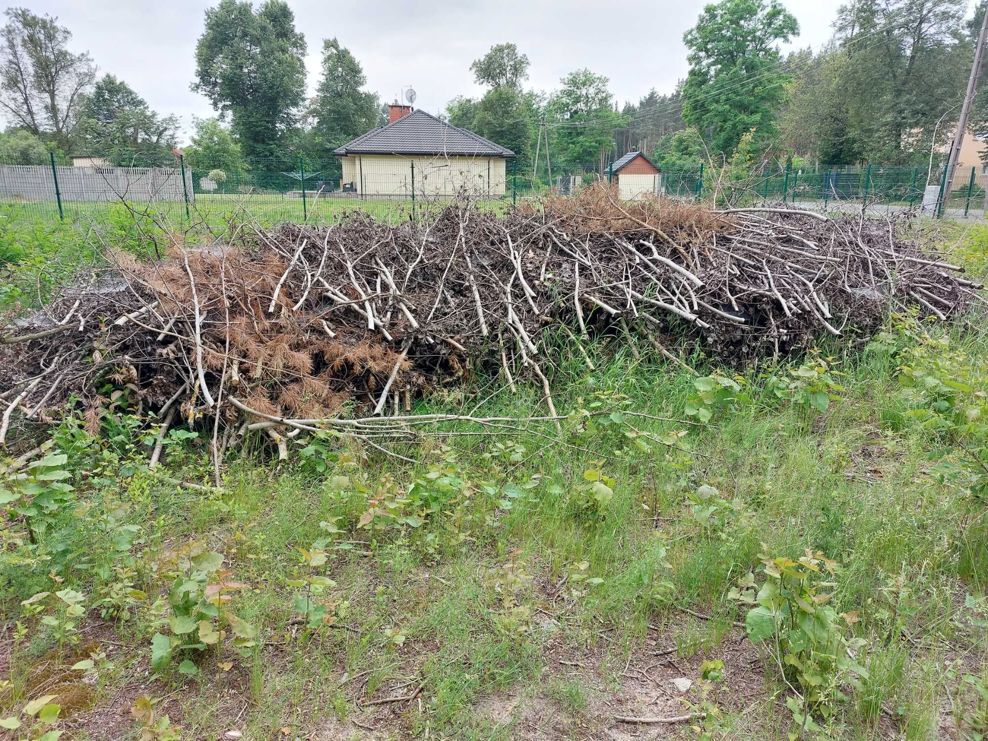 Gałęzie oddam za darmo