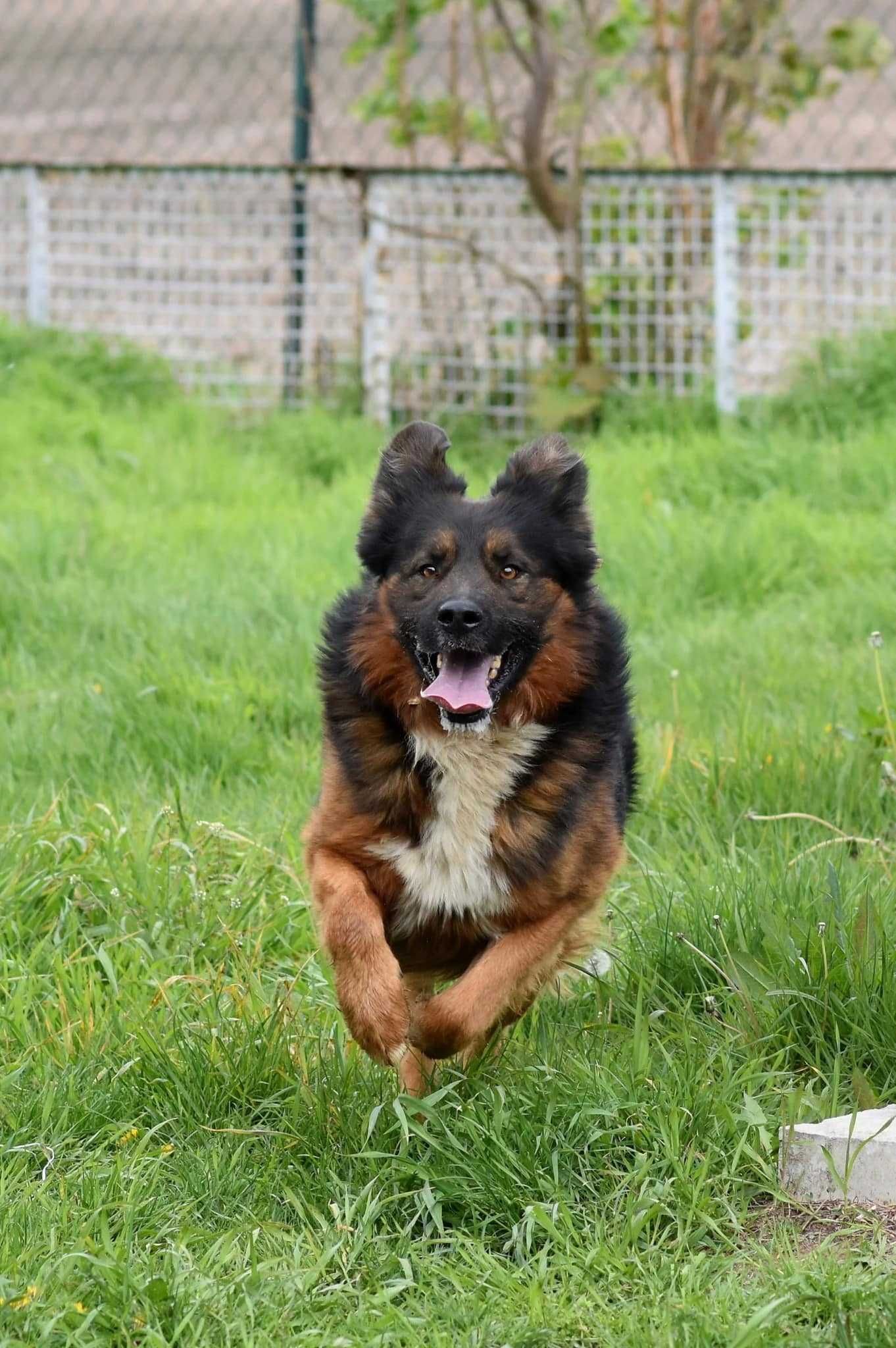Wlad do adopcji!