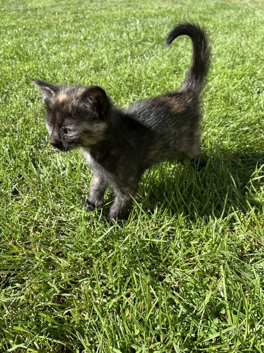 Oddam kotke ZA DARMO