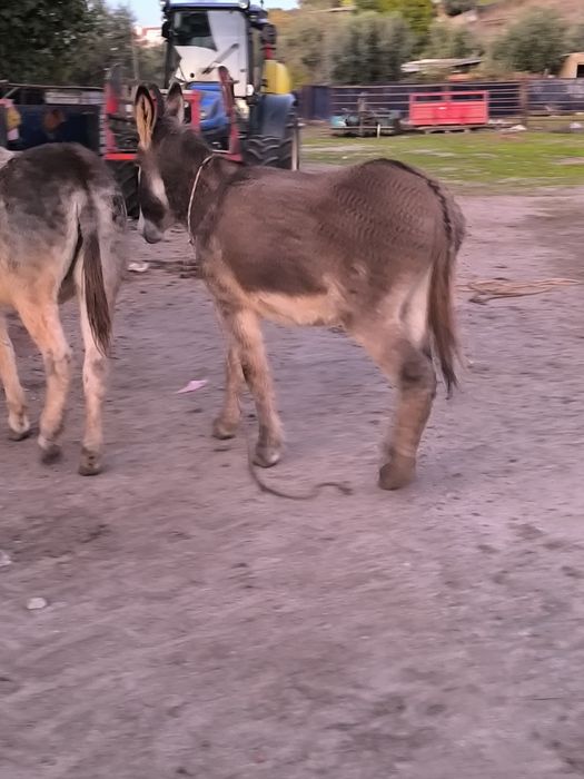 Burrinho novo manso.