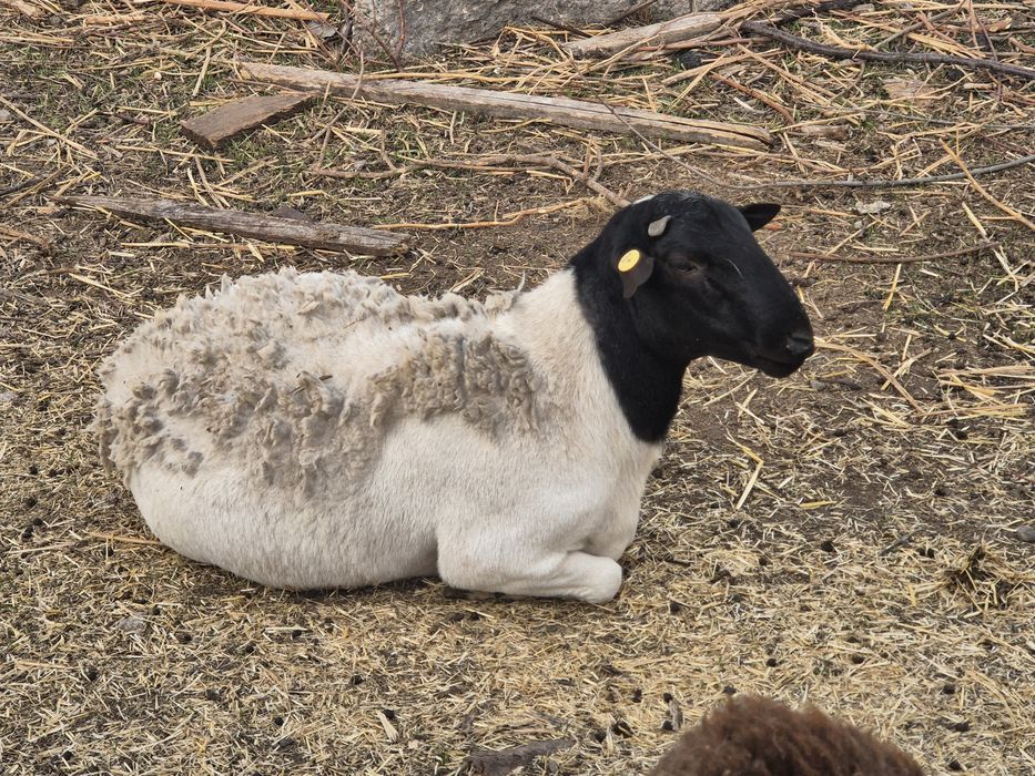 Кросс Дорпер. Ягнята, бараны, овцы, ярки романовские