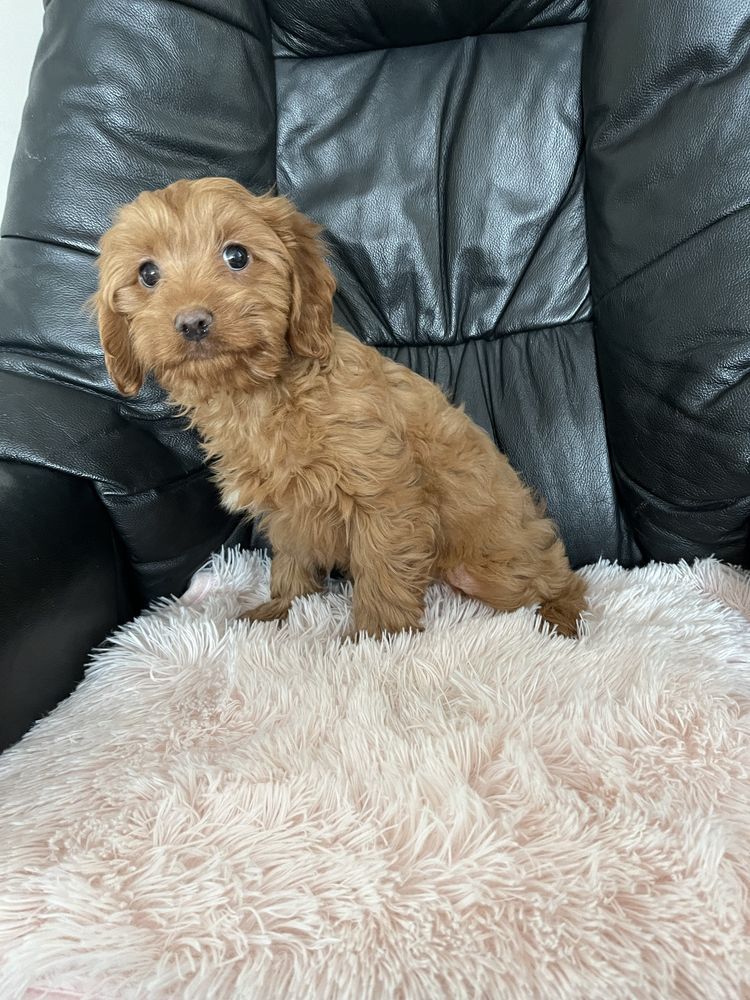 Cavapoo cudowny chłopczyk