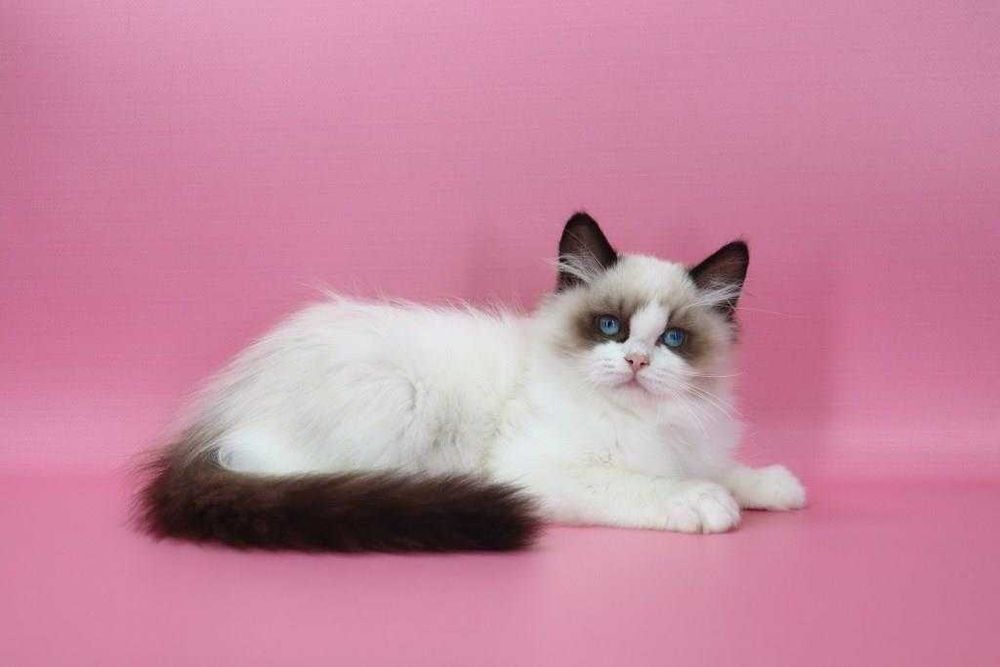 Красавчик с прививками и хорошими манерами-Ragdoll//Регдолл.