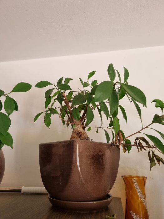 Drzewko kwiatek  bonsai I inne