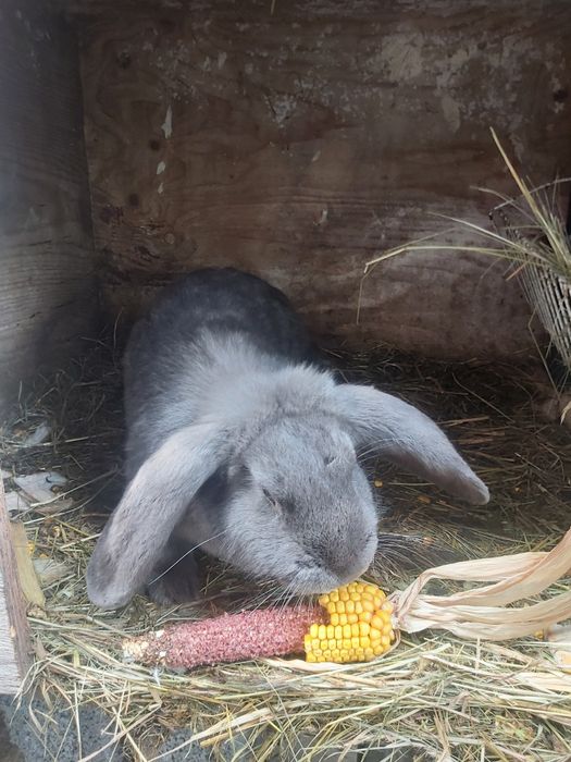 Królik ze swojej hodowli 10 tygodniowy