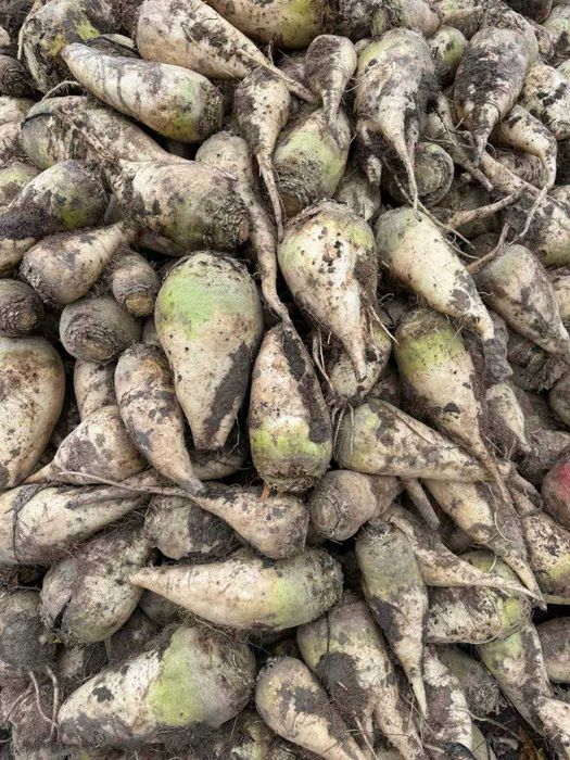 Продам буряк кормовий