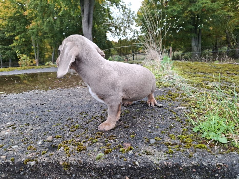 jamnik miniaturowy szczeniak piesek