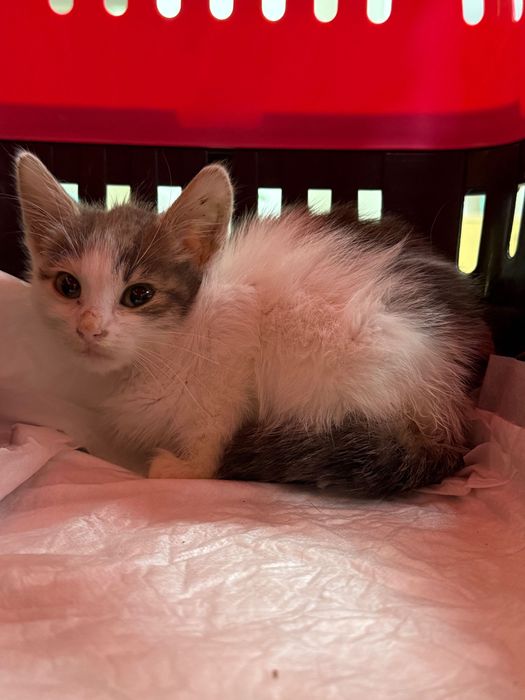 Кошеня в добрі руки