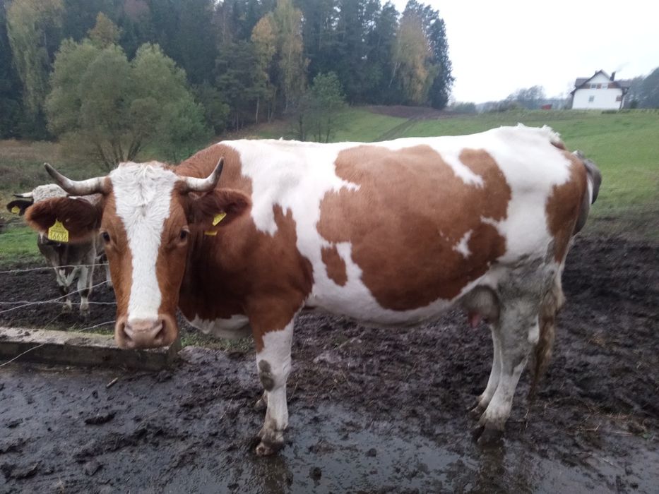 Jałówka limousine simental miesny