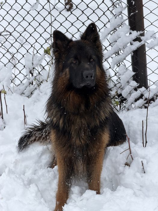 Вʼязка німецькоі вівчарки