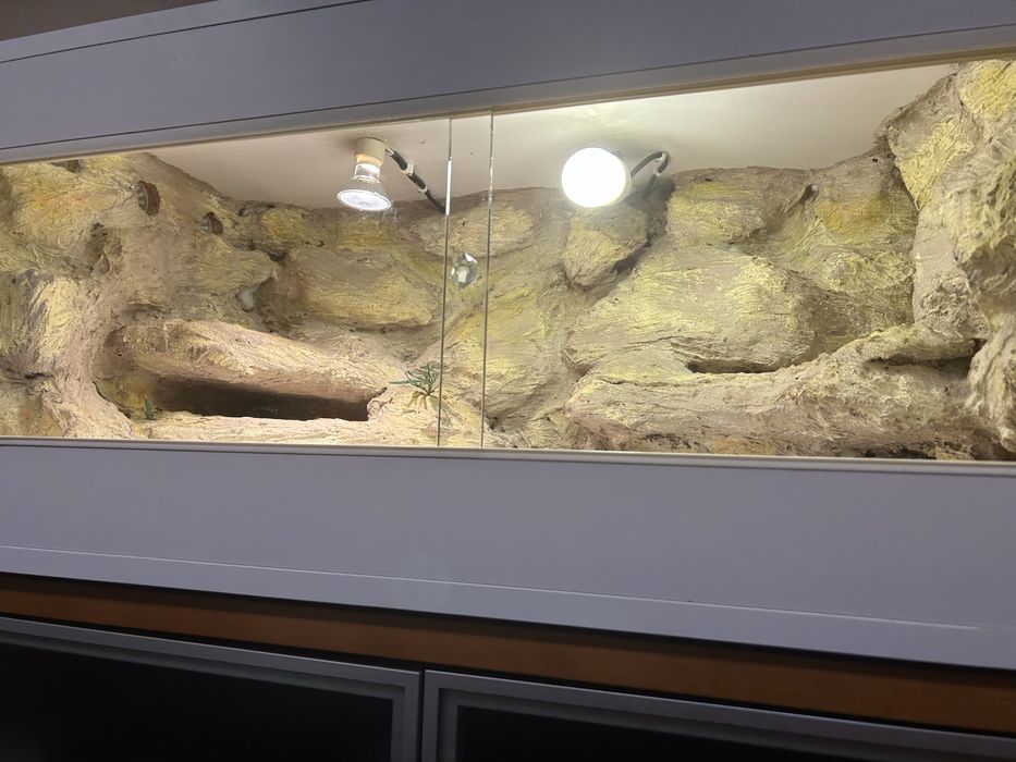 Terrarium agama gekon jaszczurka