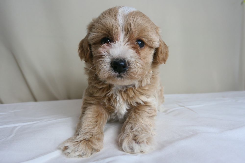 Maltipoo- Piękna suczka F1.