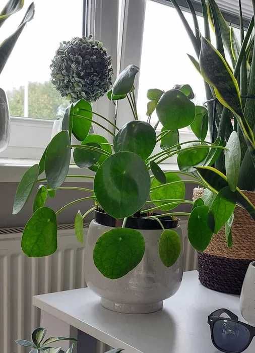 Mała sadzonka kwiat pilea Pieniążek