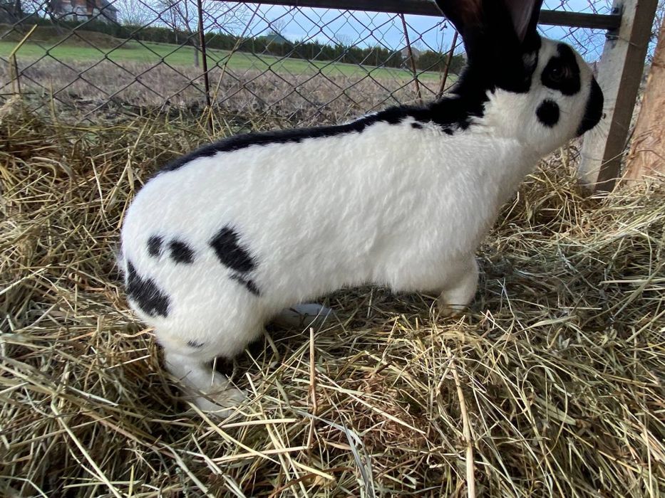 Кролі Строкачі самці