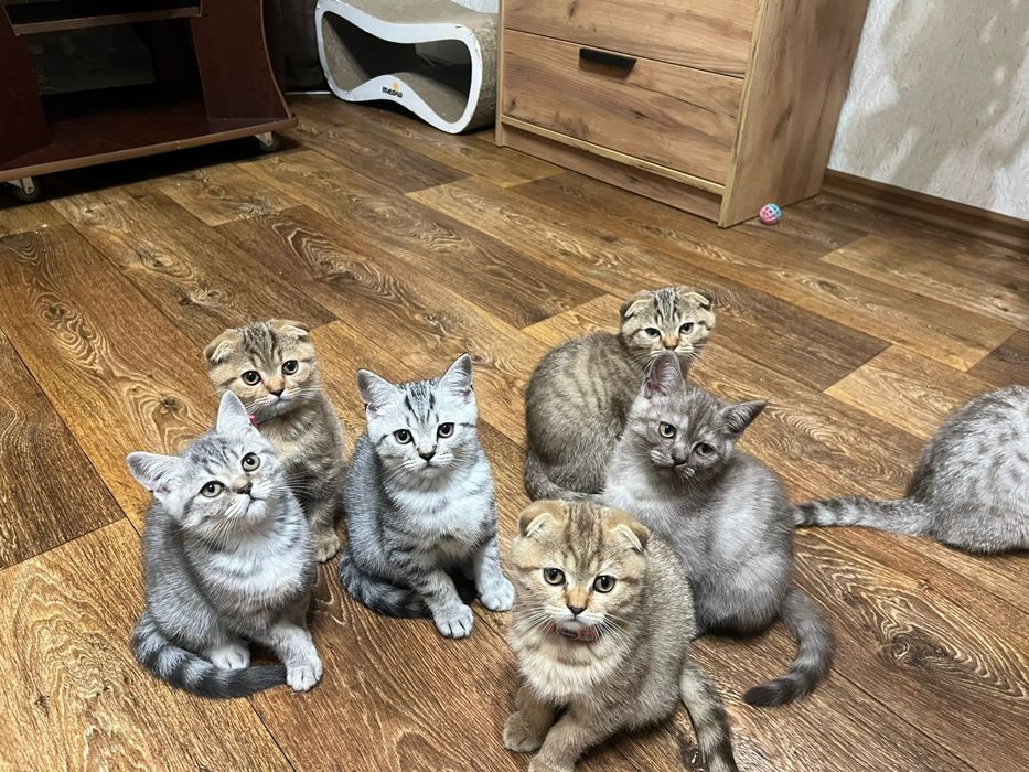 Шотландські кошенята