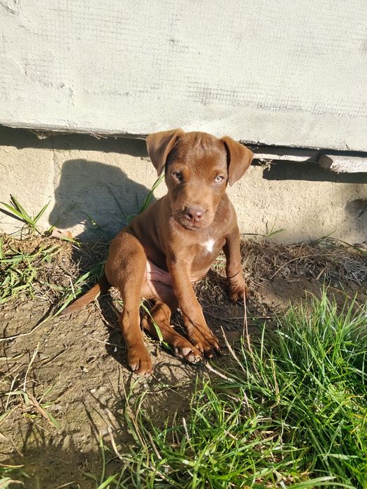 Patterdale terrier Zkwp FCI