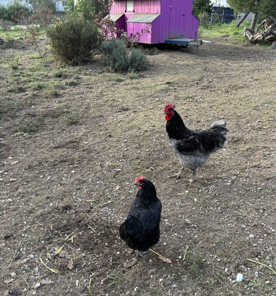 Ovos galados AUSTRALORP.