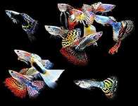 Guppys sortidos varias cores