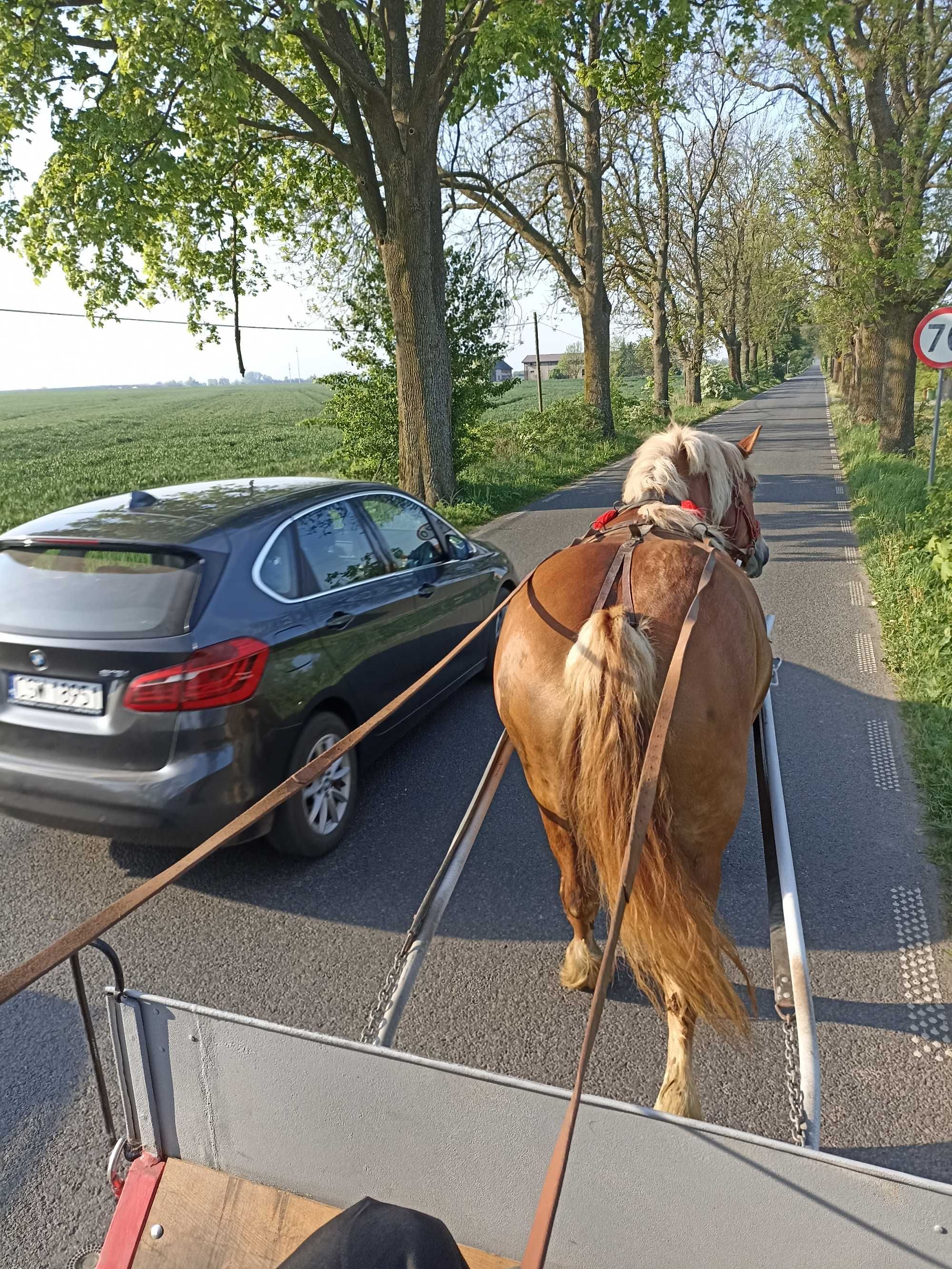 Sprzedam klacz zimnokrwistą