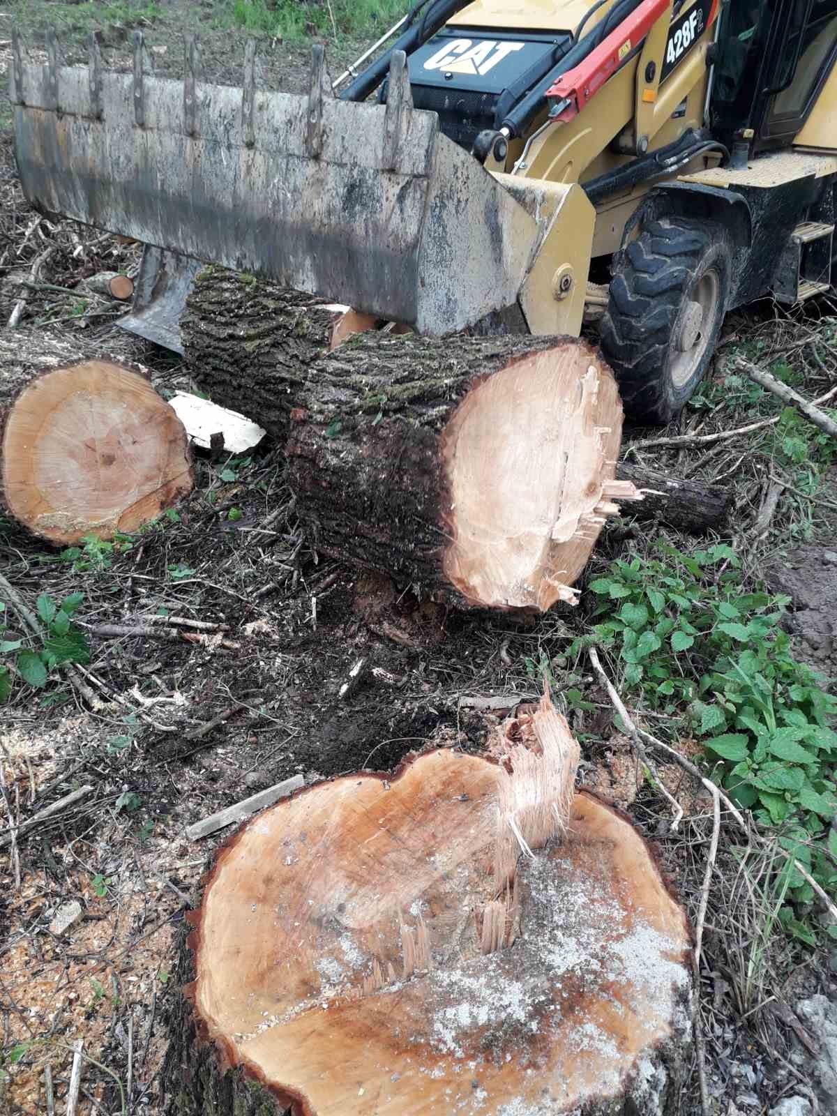 Видалення аварійних дерев. Є послуги ЩЕПОРІЗА