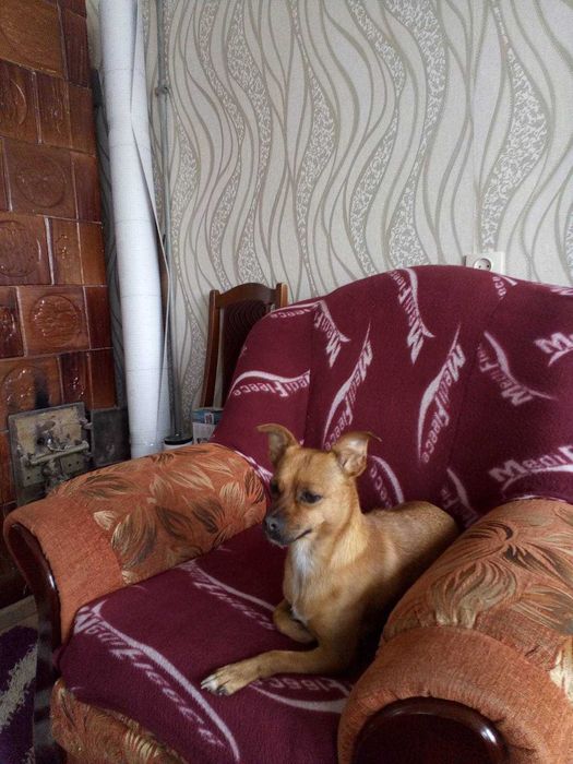 Віддам собачку в добрі руки