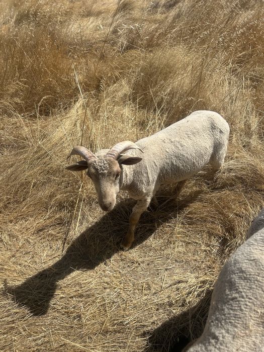 Borrego Merino Puro!