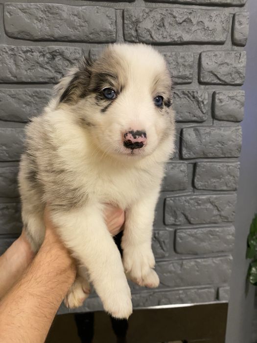 Piękny piesek Border Collie - Blue Merle nr 5 - ARGO