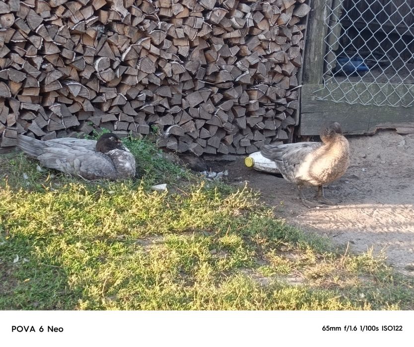 Продам  качура  по домовленій ціні