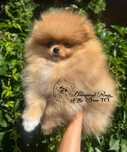 Szpic miniaturowy Pomeranian