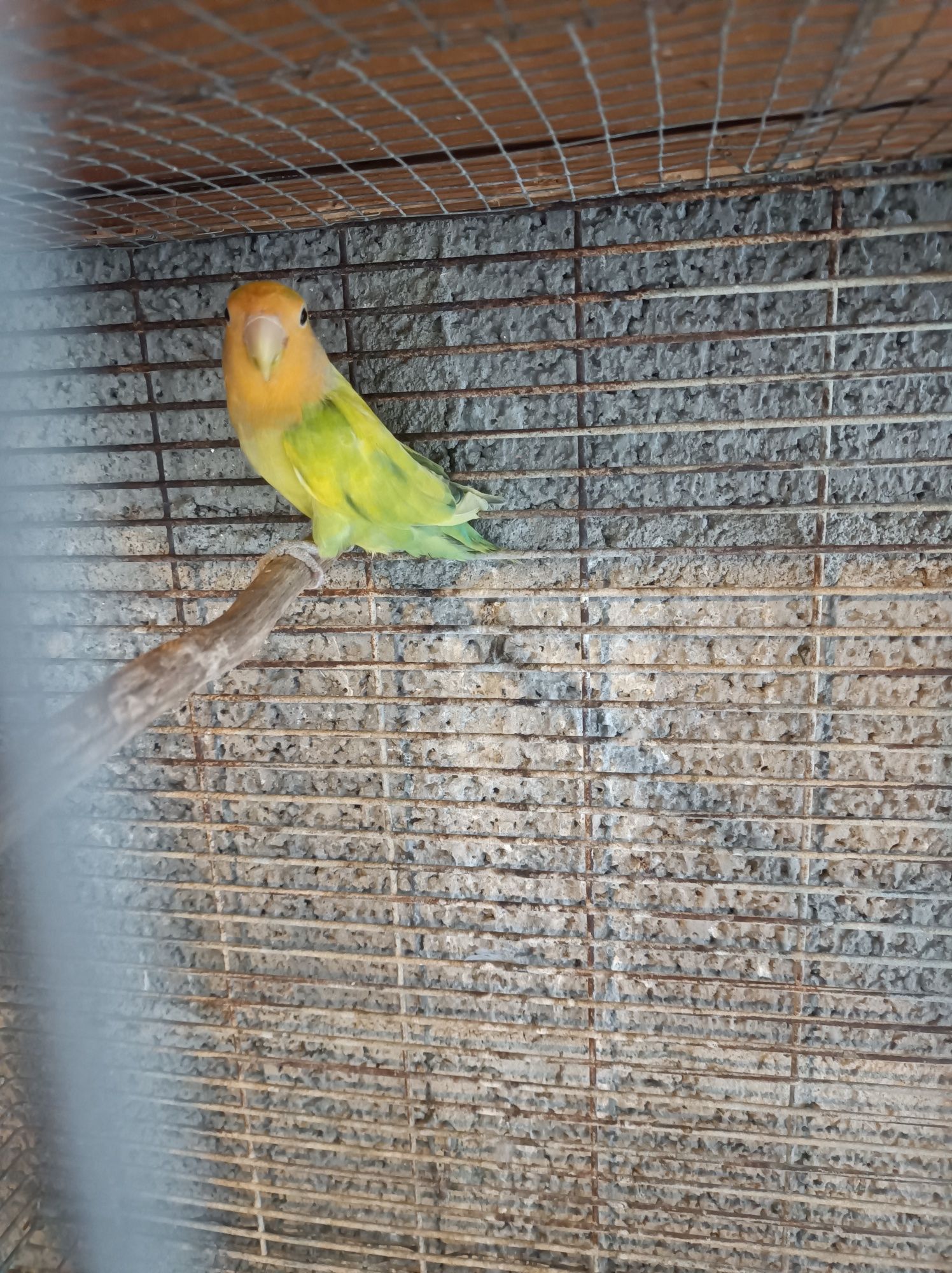 Vendo  6 agapórnis