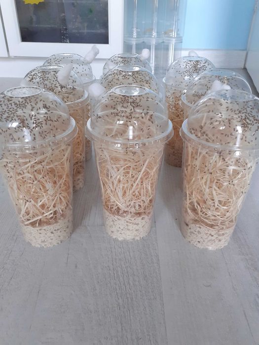 Drosophila melanogaster muszki nieloty