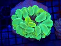 Koralowce Plerogyra sp. Green Yellow