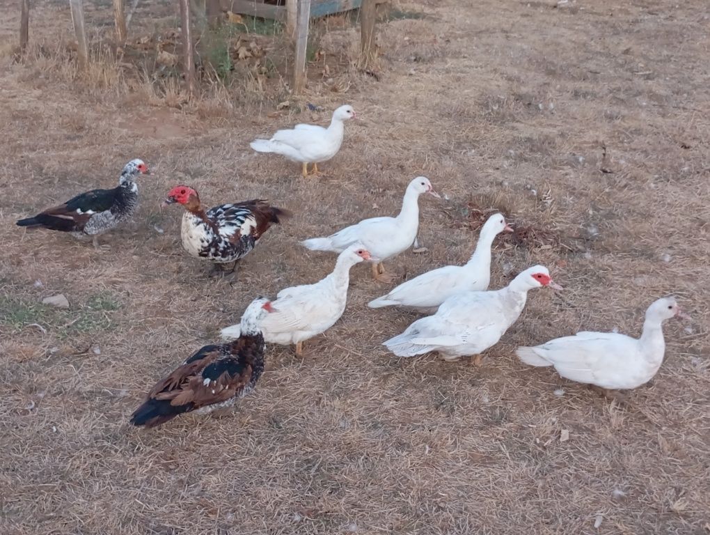 Vendo 3 Borregas de raça Merino mais 1 Borrego