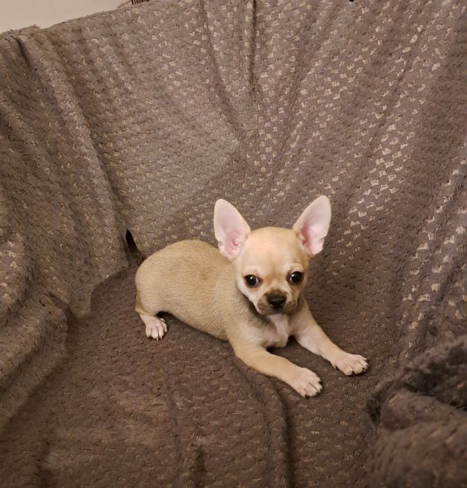 Uroczy piesek Chihuahua –  kochany szczeniaczek