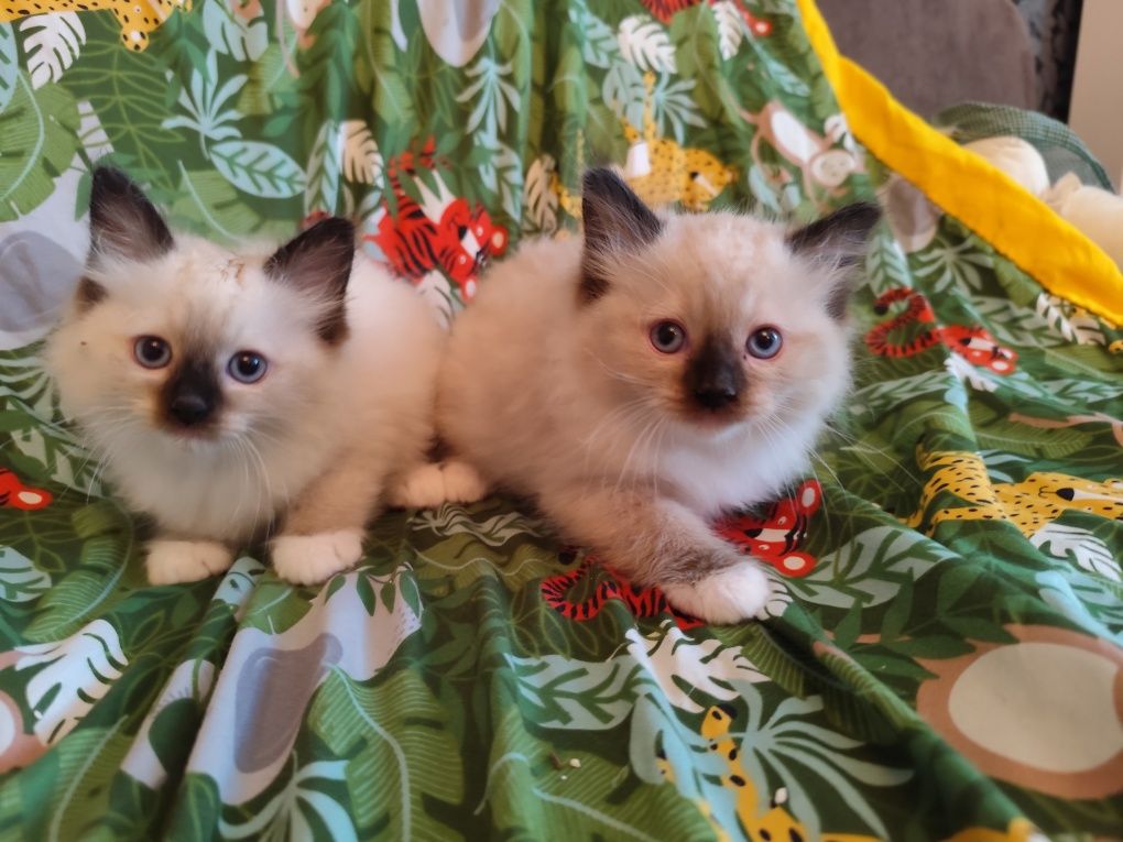 Ragdoll kocur seal point