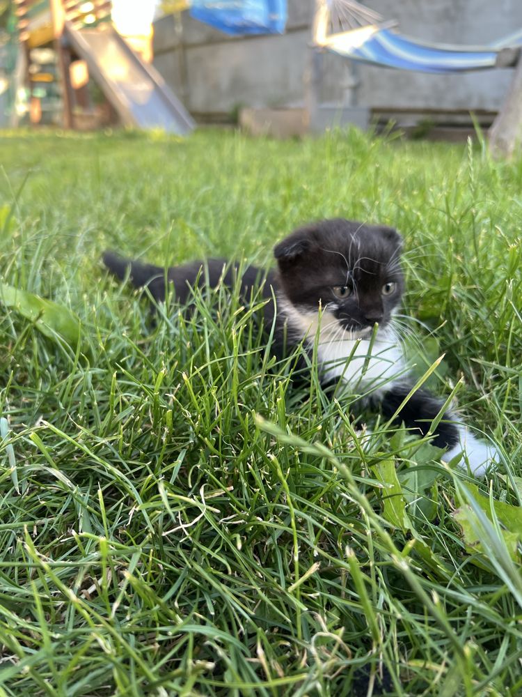 Висловухе кошення,хлопчик