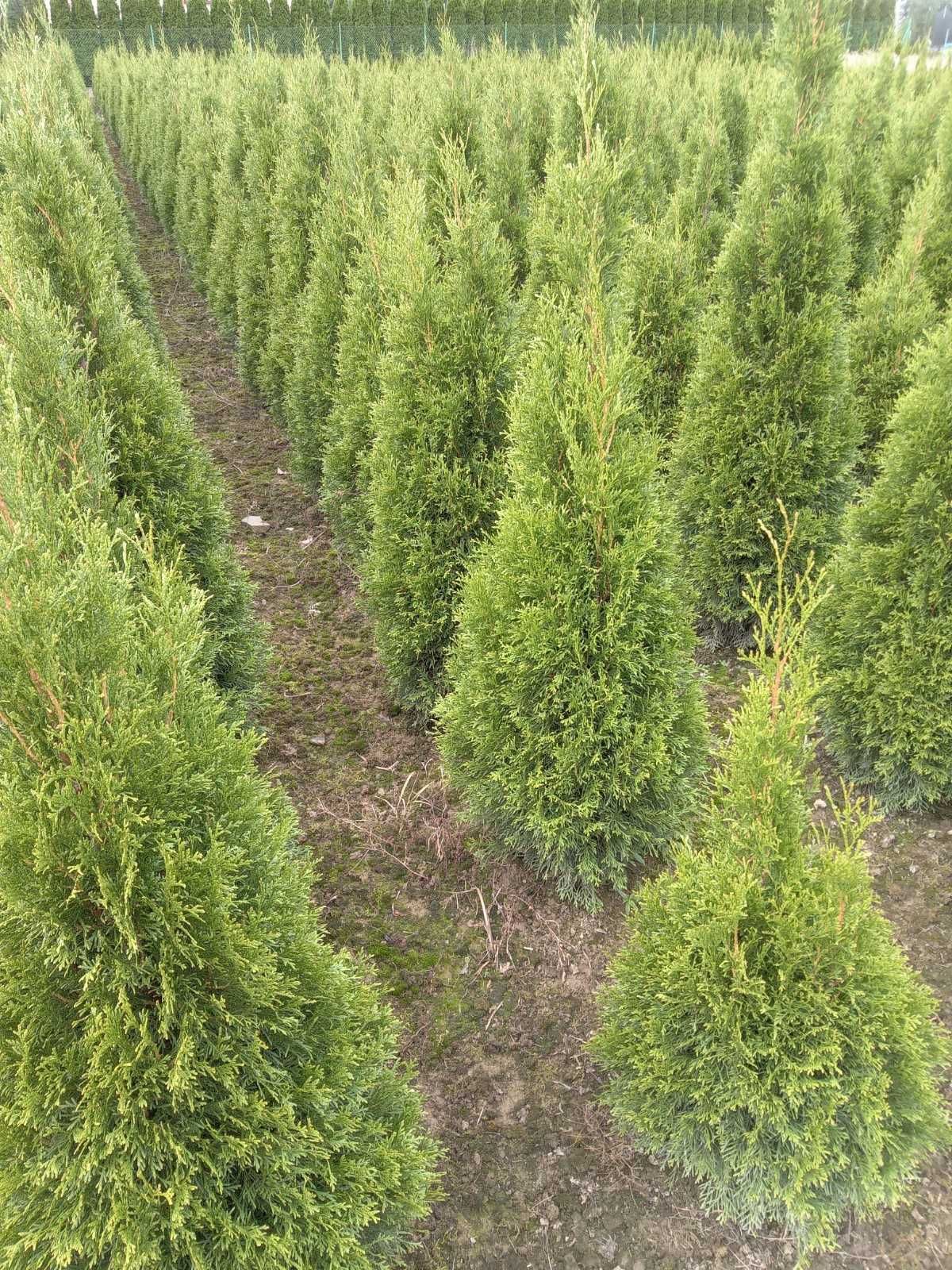 Thuja, tuja szmaragd 120-130 cm, gęsta, kopana z gruntu