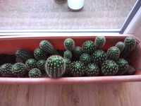 Oddam kaktusy Echinopsis.