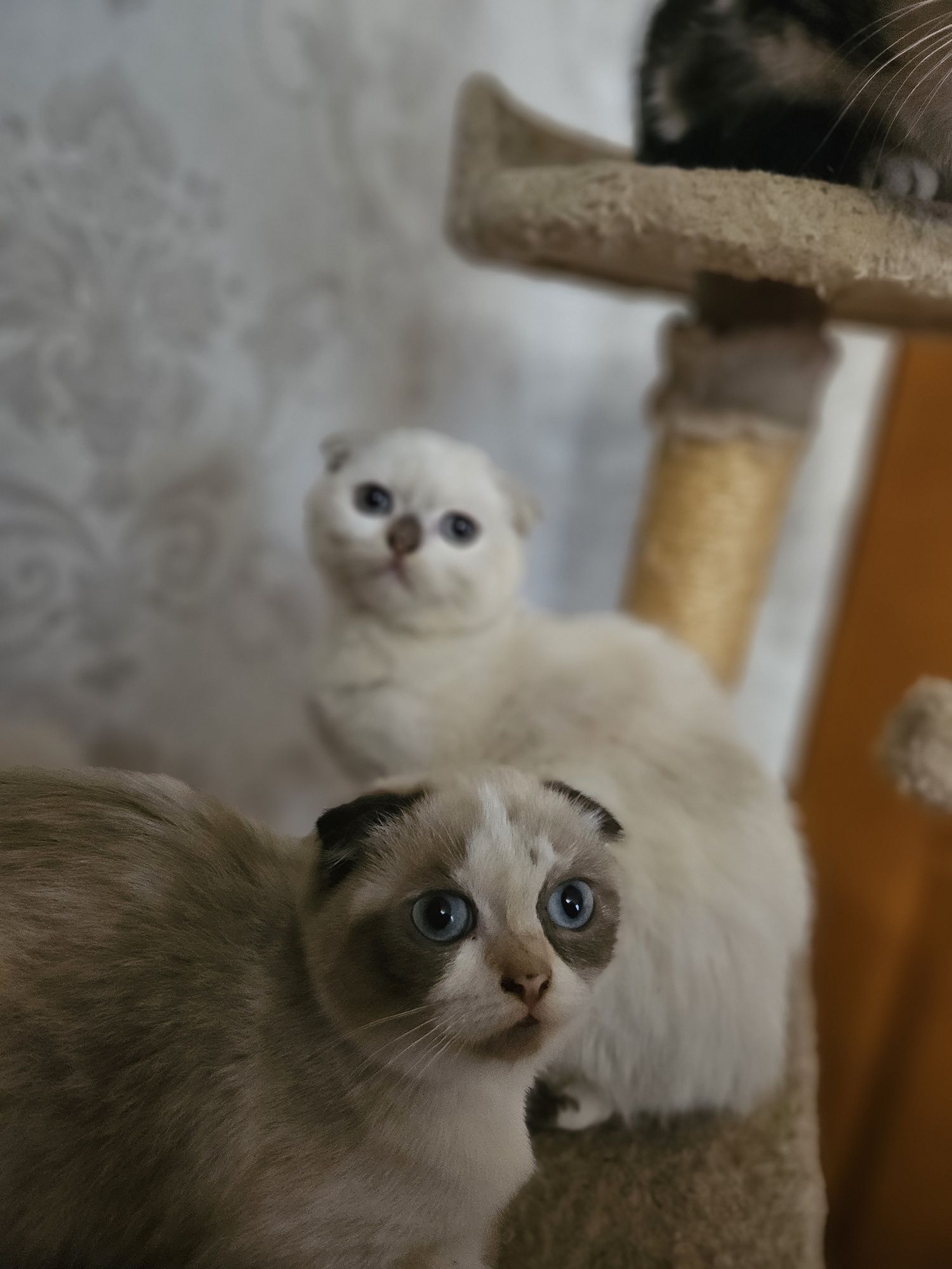Кошеня висловухе , скотишь фолд