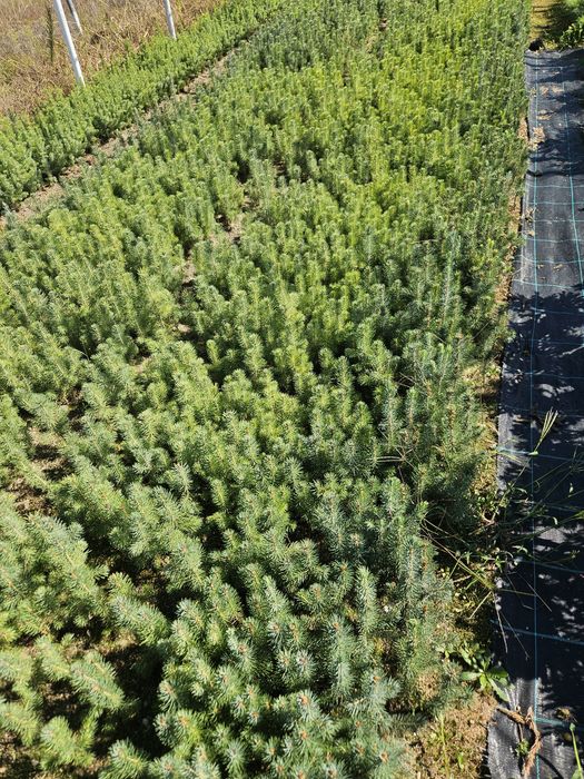 Świerk srebrny - 2,5 letni