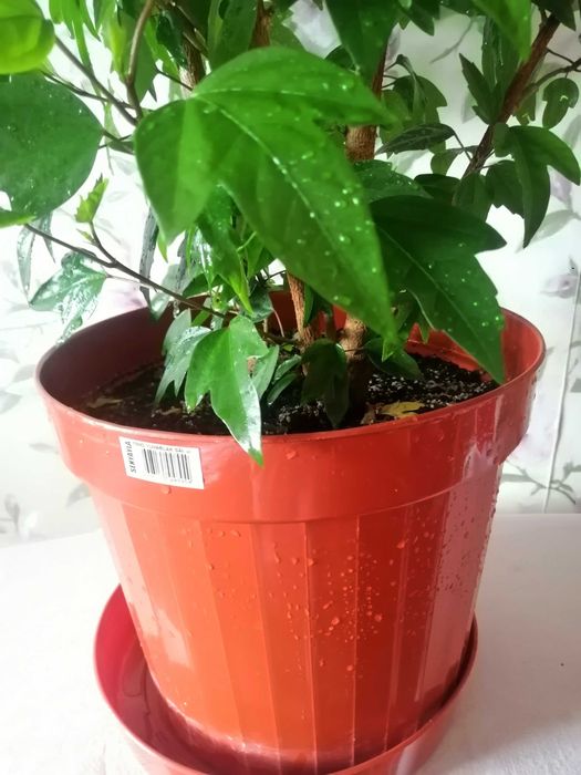 гигантское дерево гибискус китайская роза 1, 6 метра