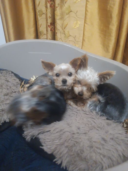 Цуценята йоркширського тер'єра, хлопчики