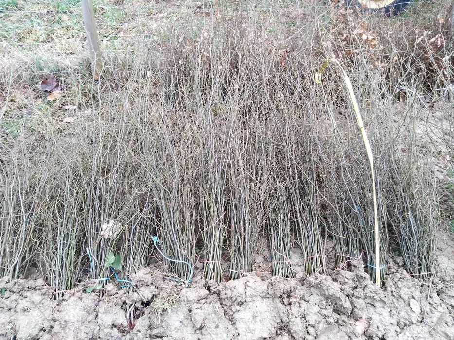 Sadzonki grab pospolity nasadzenia, do lasu i na żywopłot. Inne leśne.