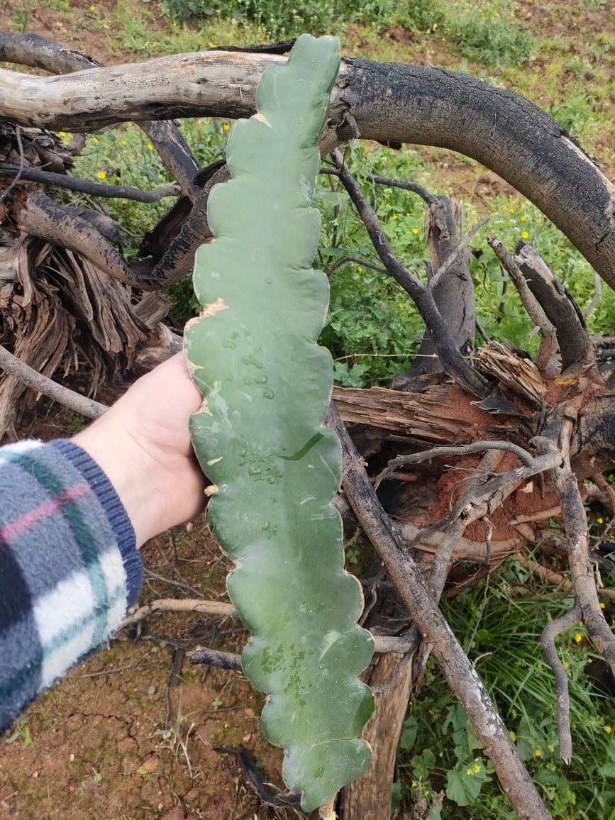 Venda de plantas